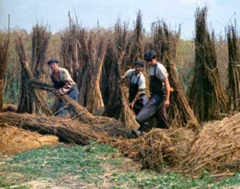 In Rumania the harvest of hemp means, now as before, a lot of manpower and manual labour.